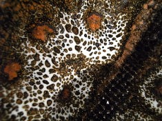 grès émaillé grès émaillé