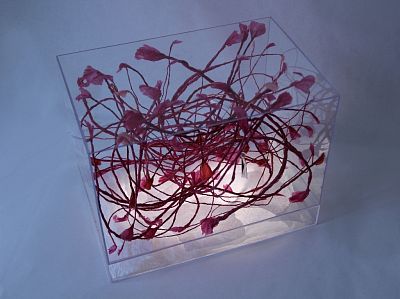 Sarah Schmidt-Whitley