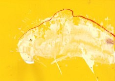 Dugong - Gouache et pastel sur papier coloré - 30x42 - 2018