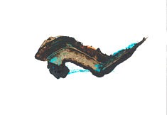 Salamandre à la nage - café et pastels sur papier - 32x24cm - 2020