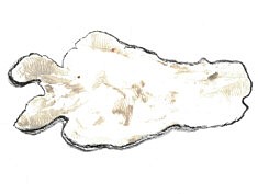 Poisson blanc - Café, gesso et pastel sec sur papier - 24x32cm - 2025