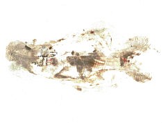 Poisson inscrit - Café, gesso et feutre sur papier - 24x32cm - 2025