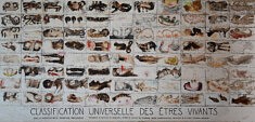 Classification universelle des êtres vivants - café, huile, pastels et encre sur carton fort- 67x161cm - 2018