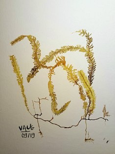 Vaug, Conspicuous Conception, 24 x 32 cm