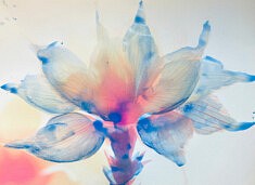 Émilie Potey, Botaniques artificielles, photographie, 21 x 29,7 cm