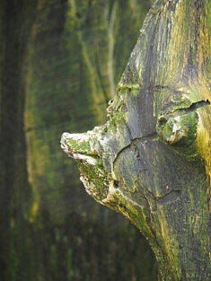 Thomas Paris, Le curieux (série Peuple des arbres), photographie