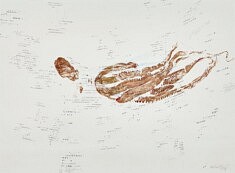 Sans titre, gyotaku, transfert, 50 x 70 cm