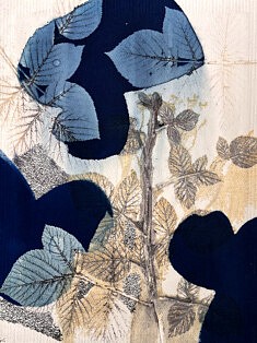 Cyanotype et Phytogravure de Framboisier