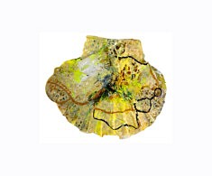 "Relief 1901" - Huile sur objets (10x12) 2018