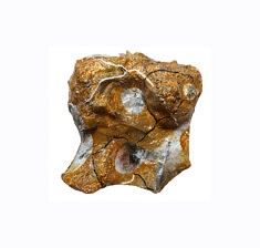 "Relief 2101b" Huile sur coquilles d'huître et pétales de rose (20x22x7) 2021