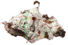 "Relief 2403a" Huile sur végétaux (40x59x10) 2024 "Relief 2403a" Huile sur végétaux (40x59x10) 2024