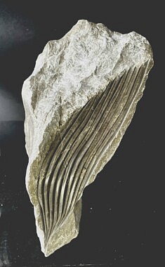 « Souffle de Vie » – Marbre des Pyrénées – 38 x 20 x 17 cm