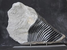« Vibrations » – Marbre des Pyrénées – 33 x 46 x 11 cm