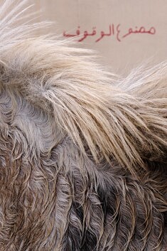 Taroudant (Maroc) - Février 2026