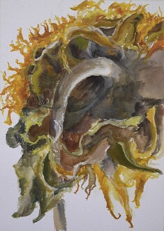 Tournesol II, Encre et aquarelle sur papier Arches 3OO mg