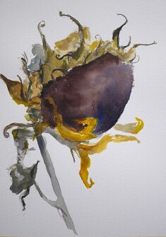 Tournesol I, Encre et aquarelle sur papier Arches 3OO mg