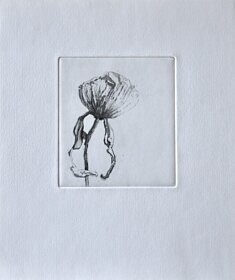 Pavot, Aquatinte 11 x 10 cm, 2025
