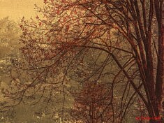 Les Vibrations de la forêt #30 (photo peinte)