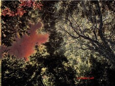 Les Vibrations de la forêt #15 (photo peinte)