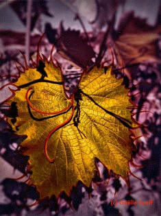 Les Vibrations de la vigne #3 (photo peinte)