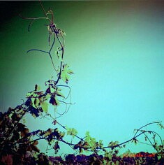 Les Vibrations de la vigne #5 (photo peinte)