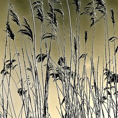 Plumeaux - Parc de Marquenterre - 2022
