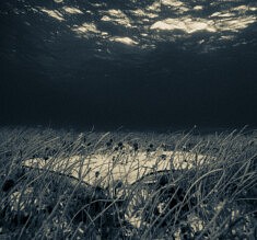 Sorry I trashed It, at the bottom, USVI St Croix © F. Emmanuel Bastien