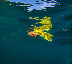Sorry I trashed It, Underwater, Mediterranean, Spain © F. Emmanuel Bastien