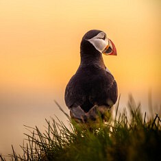 Macareau moine (Islande)