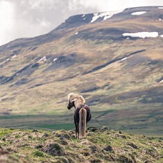 Cheval au vent (Islande)