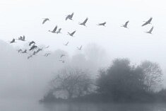 L'envol des grues 1 (Nièvre, France)