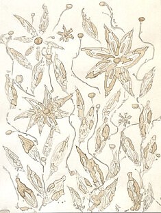 Magdalea rustica Magdalea rustica