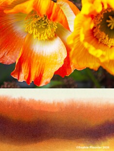 Photos montages, "Pavôts et paysage" - 2026