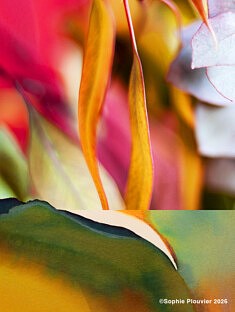 Photos montages, "Encalyptus et paysage" - 2026