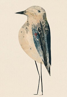 Oiseaux n° 08. Collage sur carton bois. 26 x 36cm environ.
