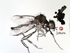 Fly (encre de Chine sur papier, 24 x 32 cm) - 2018
